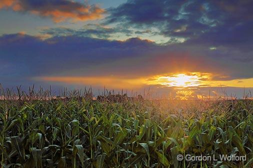 Sunset Over A Cornfield_06722.jpg - Photographed near Lindsay, Ontario, Canada.